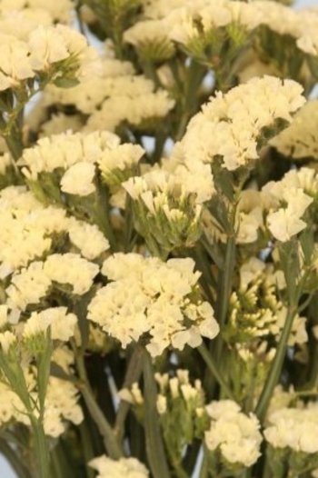 Tissue Statice Yellow 